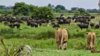 Lions-stalking-buffalo-in-background-Beverly-Joubert-HEADER-750x420.jpg