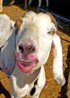 goat-lipstick.jpg
