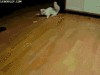 cat chasing.gif