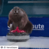 beaver curling.gif