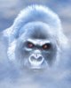 white_gorilla_in_the_mist_by_WarnerC.jpg