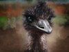 Emu Close Up Painting Blue Eye 2.jpg