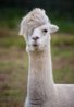 llama.jpg