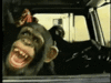 laughing chimp.gif