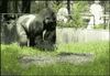 [gifurl.com] Gorilla throws poop [e].gif