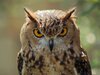 animals_beautiful_extraordinary_wild_birds_mad_owl_picture-17.jpg