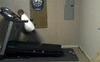 bf - treadmill.gif