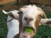 Aug-8-goat-eats-at-KLO-Orchards-300x225.jpg