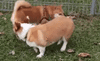 [giphy.com] dog-sniff [e].gif