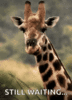 giraffe-chewing.gif