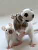 Rats Soccer.png