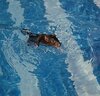 Rats Swimming.jpg