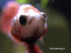 fish-flaring.gif