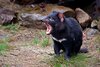 Tasmanian-Devil-2.jpg