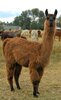the guard llama.jpg
