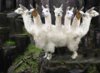 7 headed llama.jpg