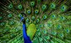 peacock-numbers-rise-but-79-indian-bird-species-on-decline-s_p7p1.jpg