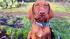 vizsla-puppy.jpg