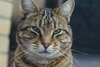 Cat0.jpg