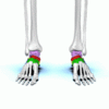 Tarsal_bones_-_animation01.gif