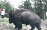 bison-attacks.gif