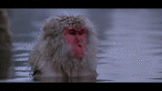 406A12D1-6C0F-4296-B8A1-C9CC68DCF9B3.gif