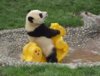 Funny Happy Panda.jpg