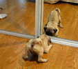 39772004cute-pug-puppies-gif-6.gif