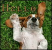 beagle.gif