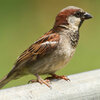 House-Sparrow-male_Eric-VanderWerf-1024x1024.jpg