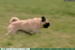 pugs-see-you-rolling.gif