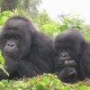 gorillas-20rwanda.jpg