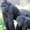 Two-gorillas-one-smiling-at-the-camera-sq.jpg