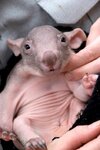 baby wombat.jpg