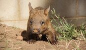 Wombat-Joey-4.jpg