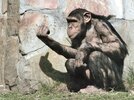 chimp finger.jpg