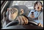 chimp driving.jpg