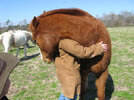 horse_hug_by_kioneslayer_d1xjhnb-fullview.jpg