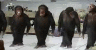 Dancing_monkeys.gif