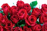 red-roses-750.jpg
