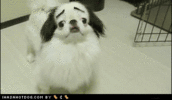 goggie-gif-utter-shock.gif