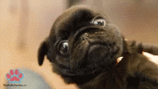 wink-pug.gif