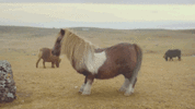 FF500644-2601-4980-A0F7-2BE3A2DB0A29.gif