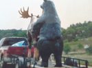 bear mounting moose.png