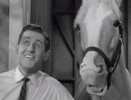 mr ed horse.gif