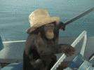 monkey boat.gif