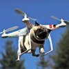 pugsley drone.jpg