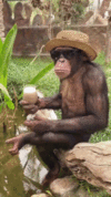 chimp drinking by pool.gif