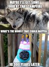 wolf.jpeg