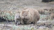 wombats.jpg